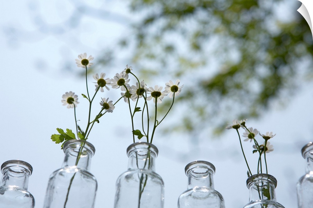 Low angle, horizontal photograph of a line of clear bottles, several with branches of small flowers in them, beneath a lig...