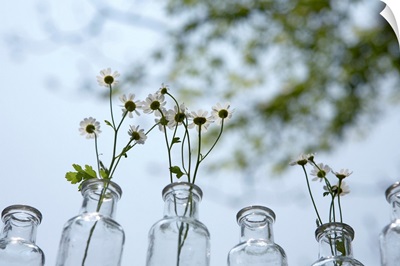Flowers in antique glass bottle vases, outdoors, close-up