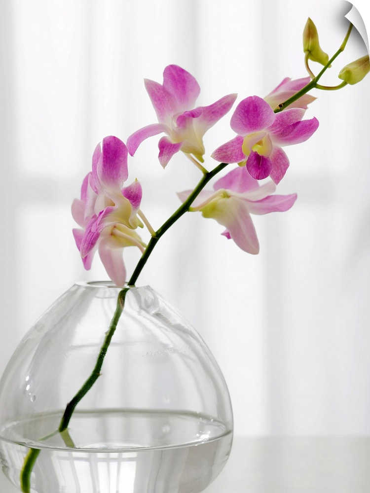 One stem of soft purple flowers sits in a glass vase in a bare room.