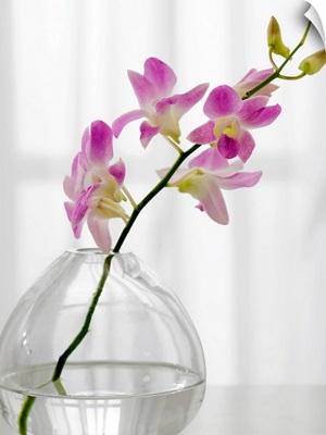 Flowers in vase
