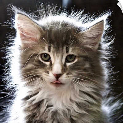 Fluffy kitten with tongue out