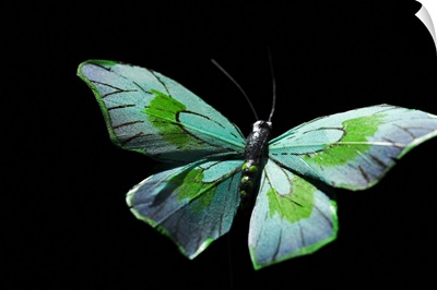Flying butterfly