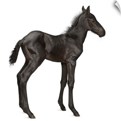 Foal (1 week old)