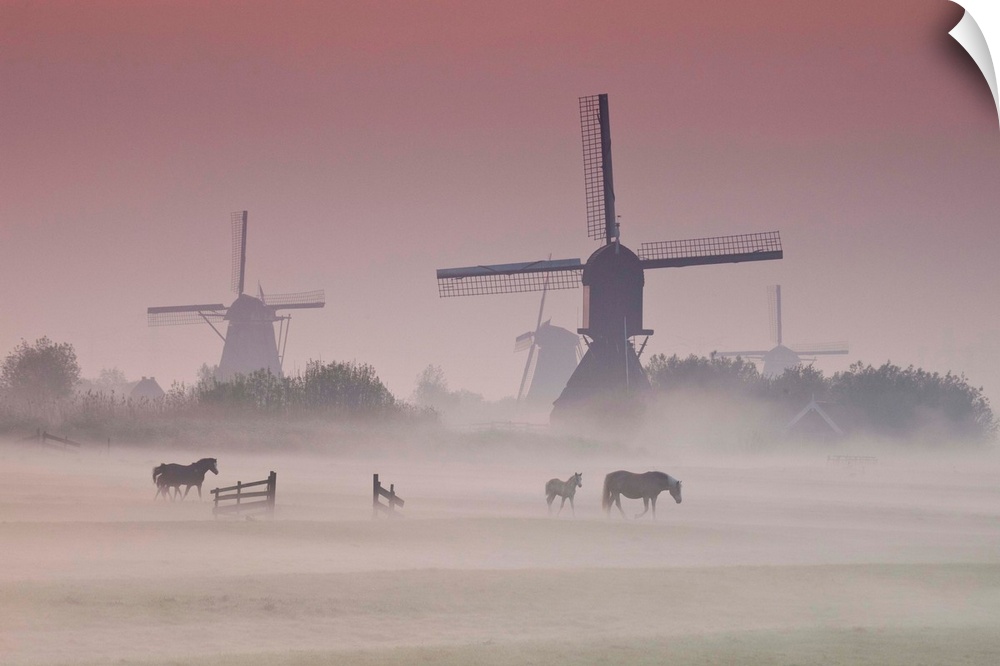 Sunrise and morning fog with Silhouetted Windmills and horses in field Kinderdijk, Netherlands