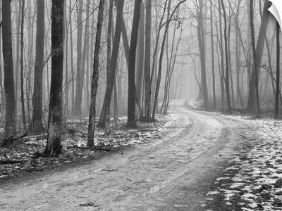 Foggy morning, late winter in Wright Woods Forest Preserve.