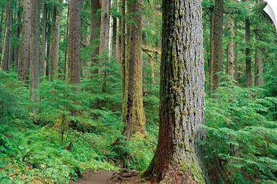 Forest Of Old Growth Douglas Firs