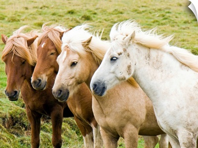 Four horses together.