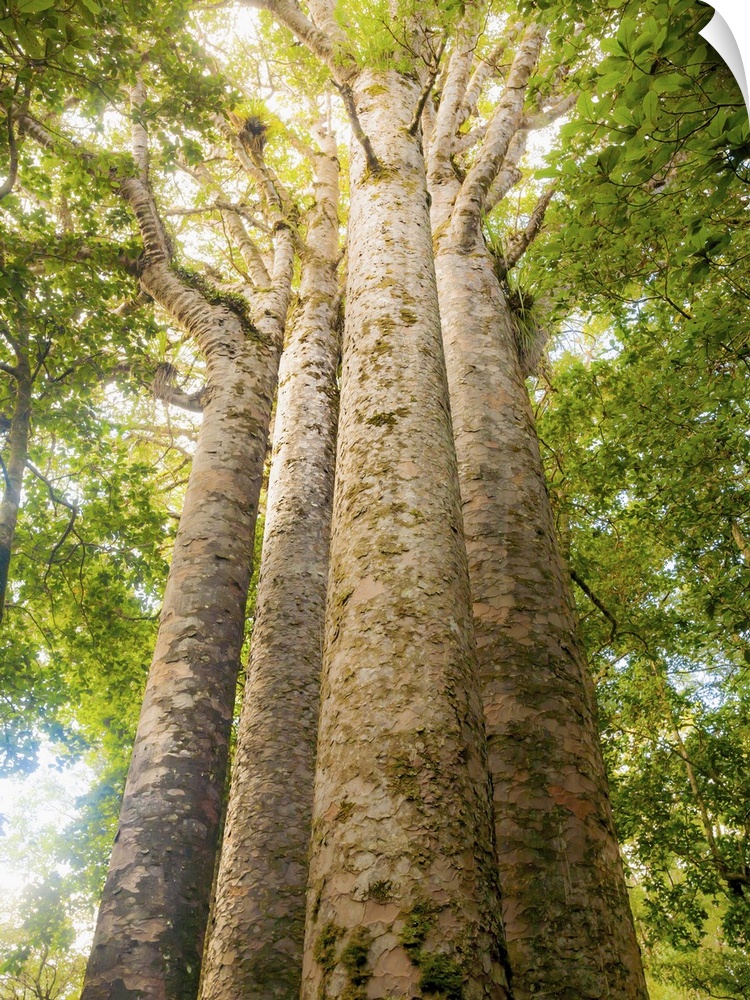 The Four Sisters, four tall graceful Kauri trees [Agathis australis]  growing very closely together. Canopy. Subtropical r...