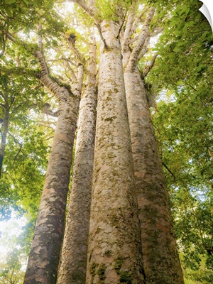Four Kauri trees, Waipoua Forest
