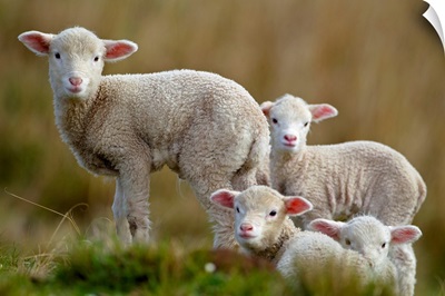 Four little lambs.