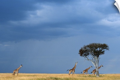 Four Masai giraffes walking on grassland, Masai Mara NR Kenya