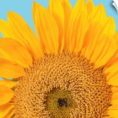 Fragment of a single sunflower head (Helianthus sp.) isolated on blue background.