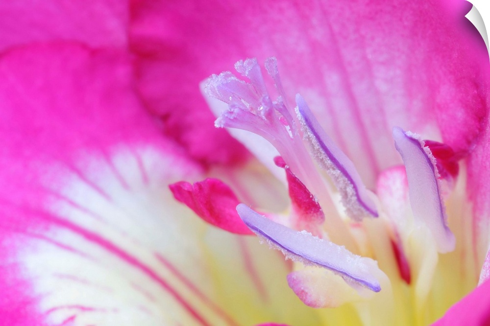 Freesia in macro
