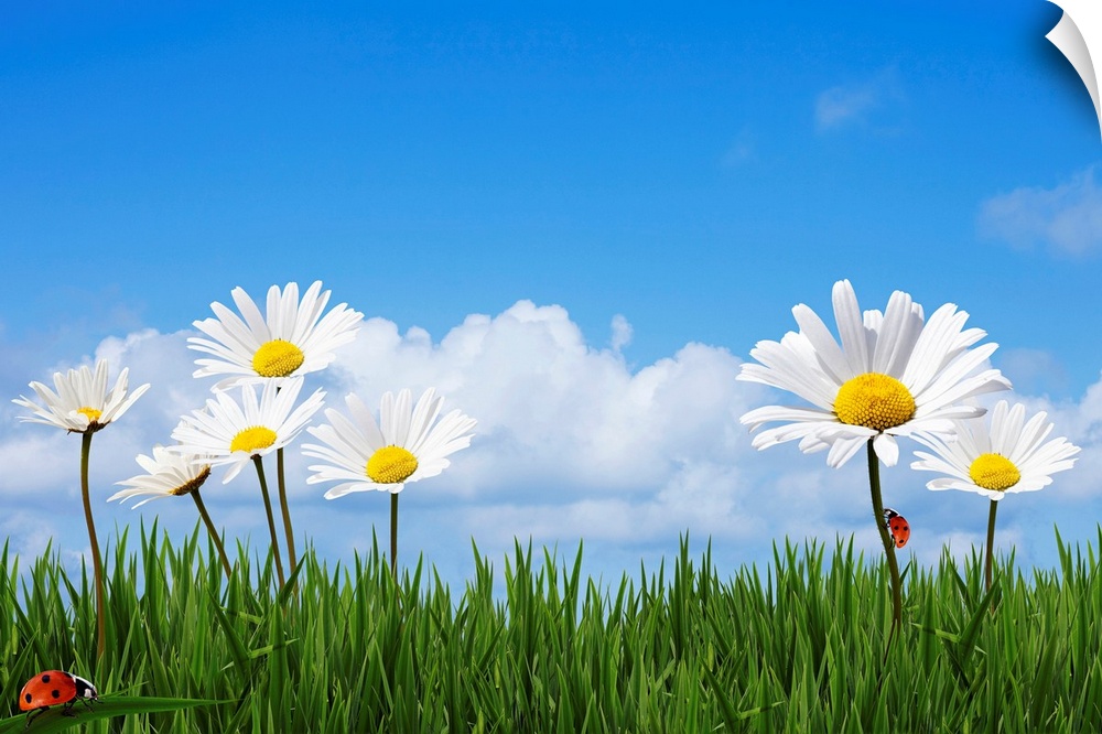 Large daisies are drawn towering over blades of grass with lady bugs crawling on the grass and stem of a daisy.