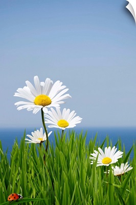 Fresh spring daisies sitting on a cliff edge
