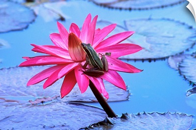 Frog On Water Lily In Pond