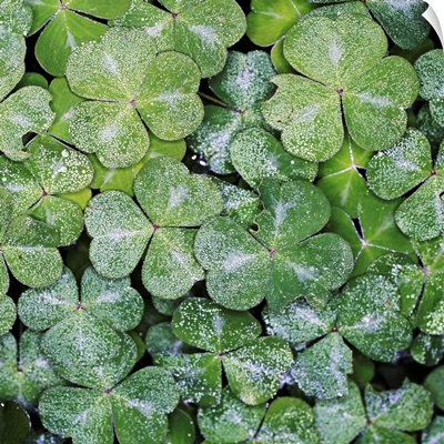 Frost on clovers, overhead view
