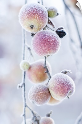 Frosted apples on branch
