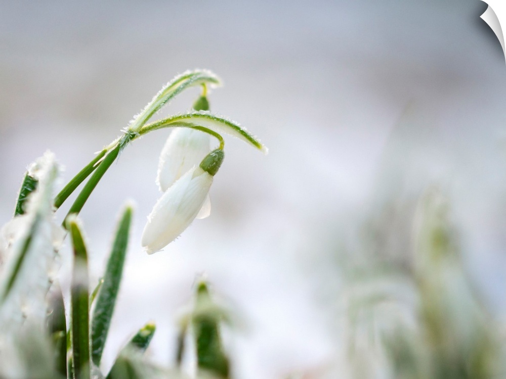 Snowdrops in winter with frost covered petals.