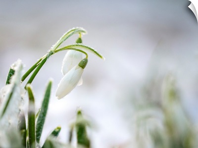 Frosted Snowdrop