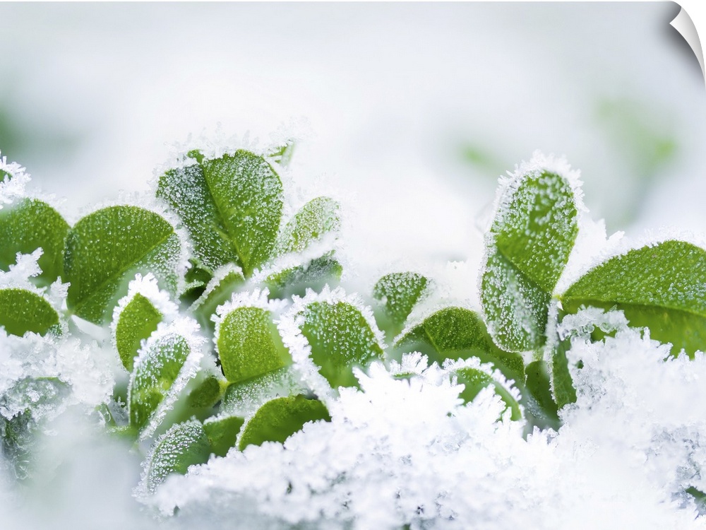 Macro photograph of frozen leaf clovers.