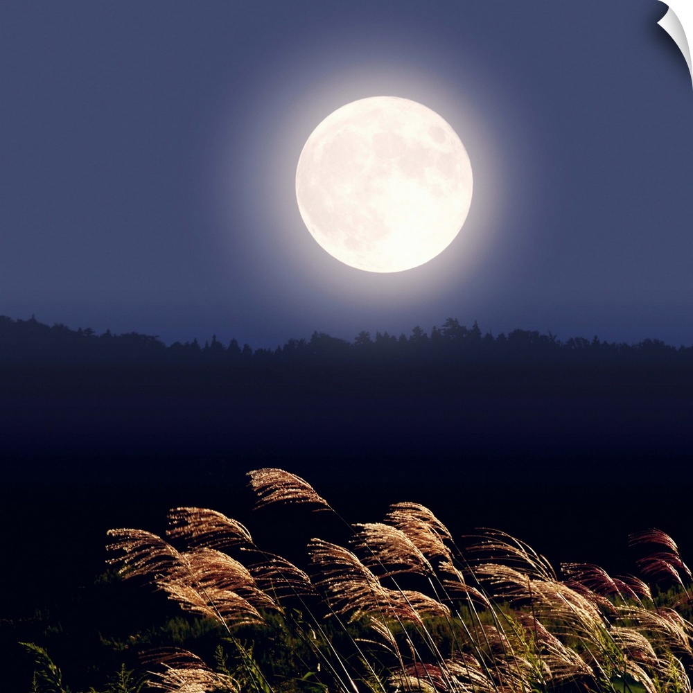 Full moon and Japanese silver grass, long exposure
