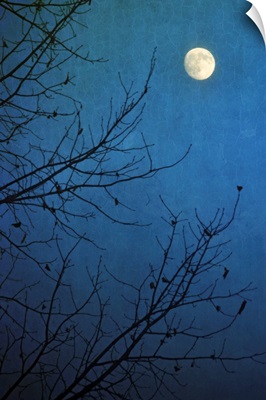 Full moon in deep blue sky framed by bare branches in silhouette of leafless tree.