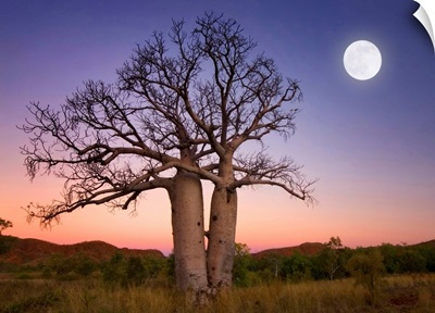 Full moon on sunset over boab trees