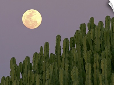 Full moon rising over cacti.
