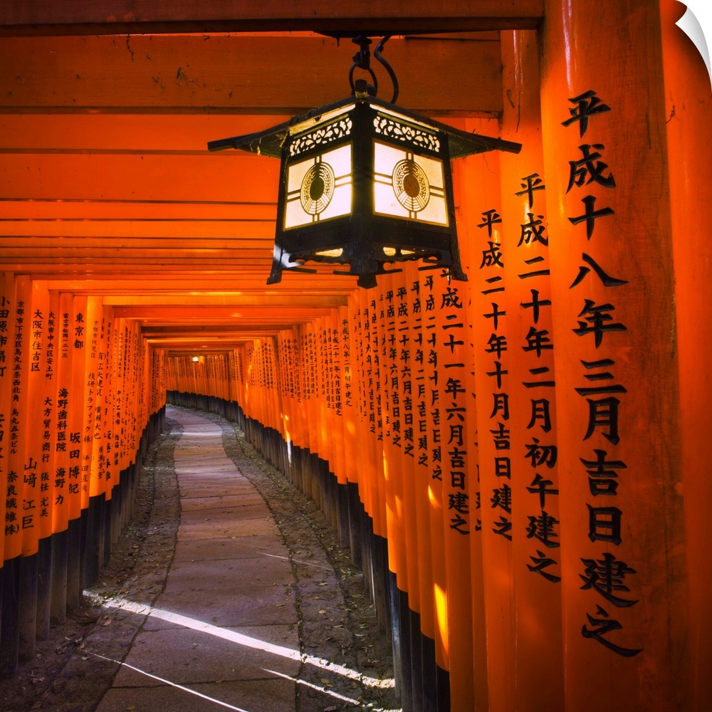 A section of the seemingly endless arcade of torii (shrine gates) in Fushimi-Inari-Taisha Shrine.