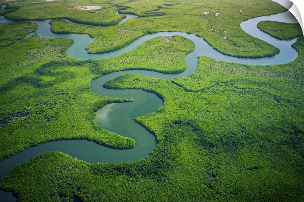 Aerial view of mangrove forest in Gambia taken by a drone from above.