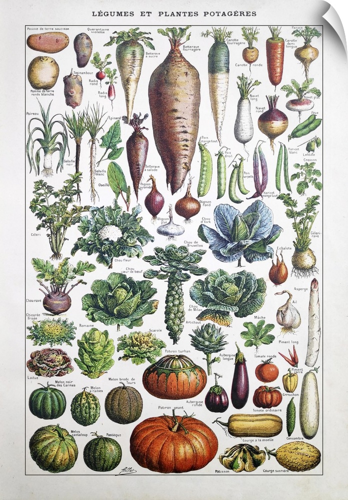 Old illustration about garden vegetables by Adolphe Philippe Millot printed in the french dictionary "Dictionnaire Complet...