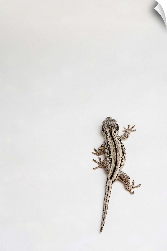 Gargoyle gecko lizard crawling