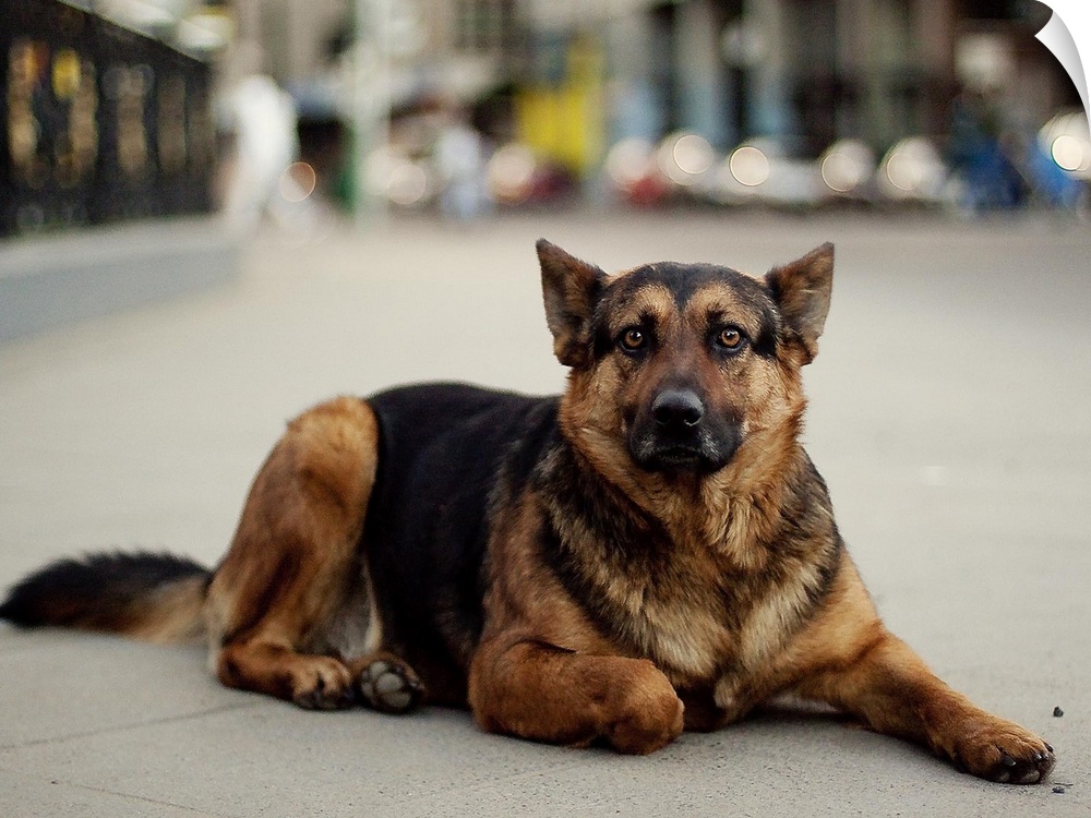 Un perro callejero mirando muy fijamente a la camara.