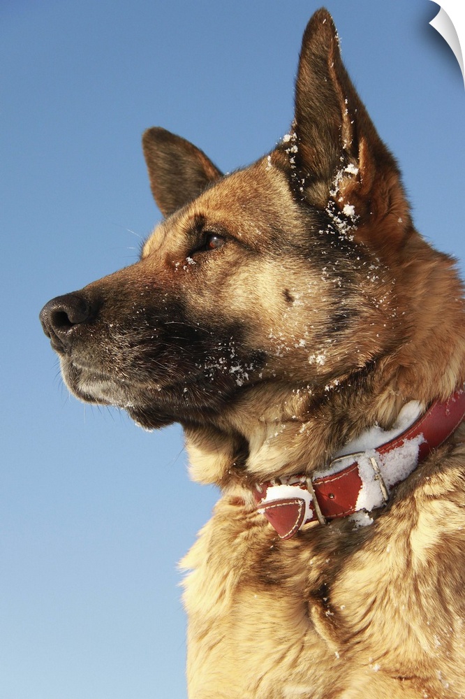 German Shepard dog portrait against the blue winter sky.