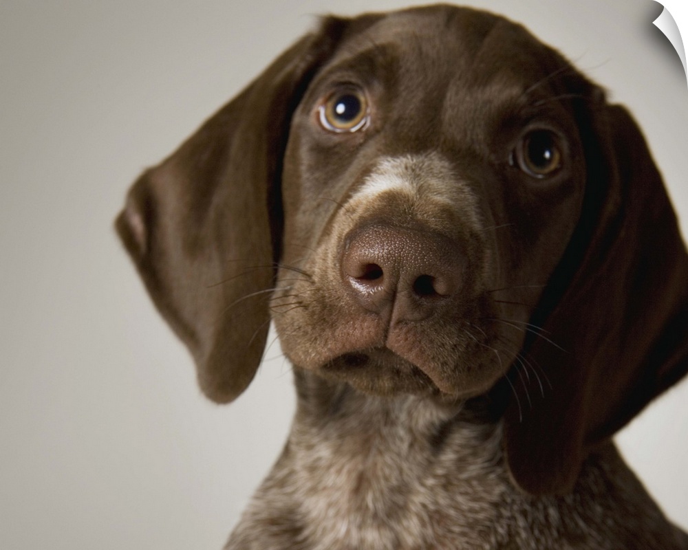 German Short-Haired Pointer puppy, close-up