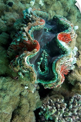 Giant clam underwater, Indian Ocean
