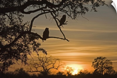 Giant eagle owls silhouetted at sunrise over the Shingwedzi River