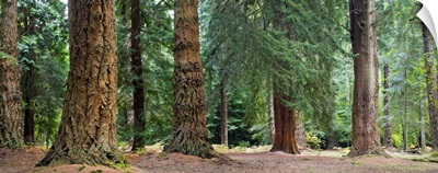 Giant Redwoods, California, USA