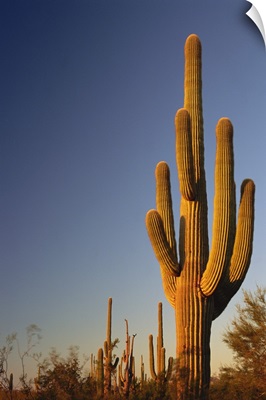 Giant Seguaro Cactus, Organ Pipe National Monument, AZ, USA