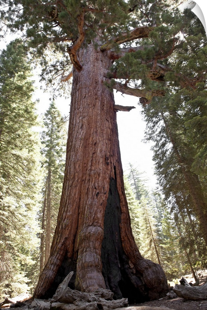 Giant Sequoia in Mariposa Grove in Yosemite National Park.
