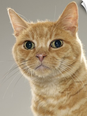 Ginger tabby cat, portrait, close-up