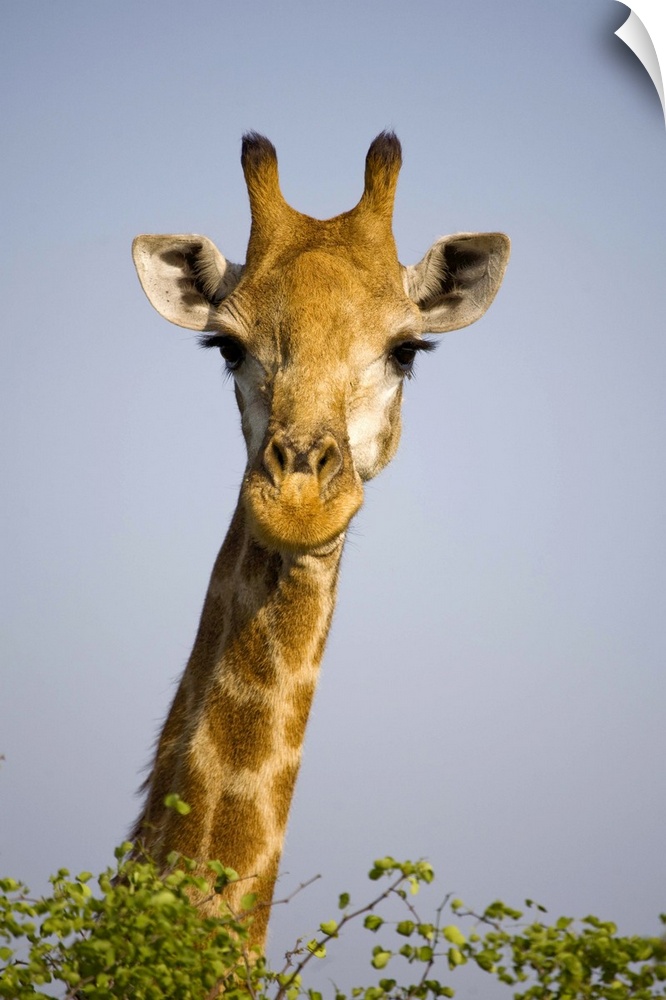 (giraffa camelopardalis), looking at camera, in Kruger National Park in South Africa. Outdoors.