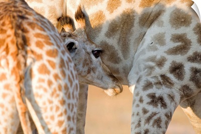 Giraffe calf suckling, Imire Safari Ranch, Zimbabwe