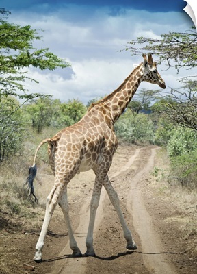 Giraffe crossing road in Masai Mara National Reserve in Kenya.