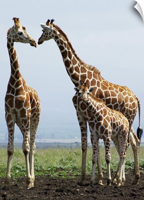 Giraffe family in Aberdare, Kenya.