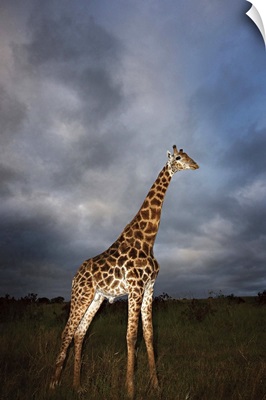 Giraffe (Giraffa camelopardalis) in dramatic light, Kruger National Park, South Africa