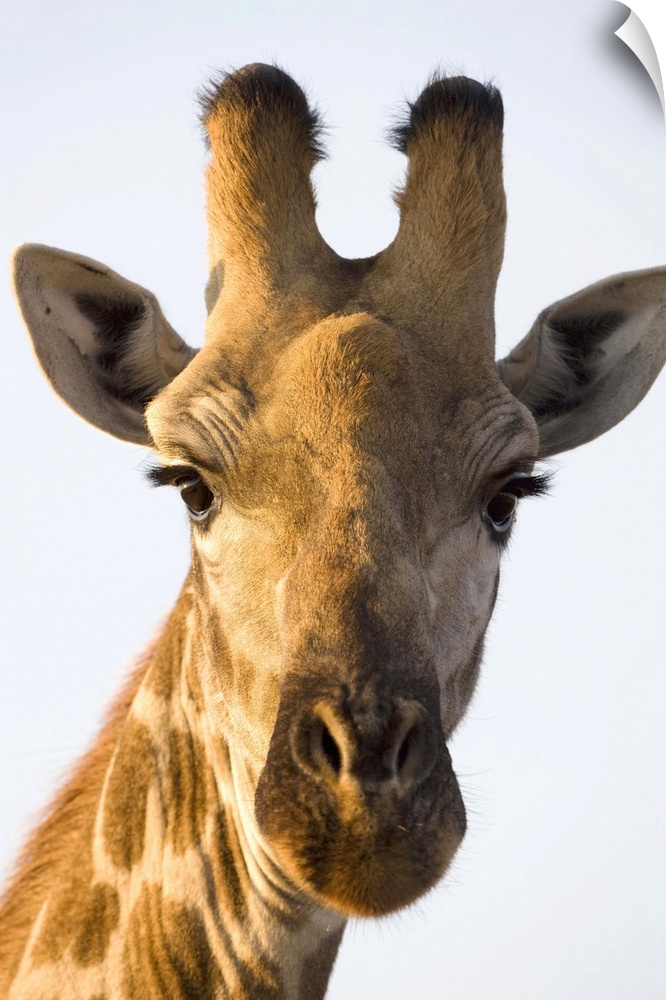 Giraffe (Giraffa camelopardalis) portrait, Imire Safari Ranch, Harare Province, Zimbabwe