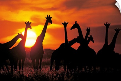 Giraffe herd in silhouette against sunset , Botswana, South Africa