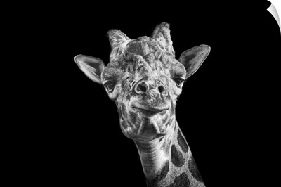 Giraffe in black and white on an all black background taken at Nashville Zoo.